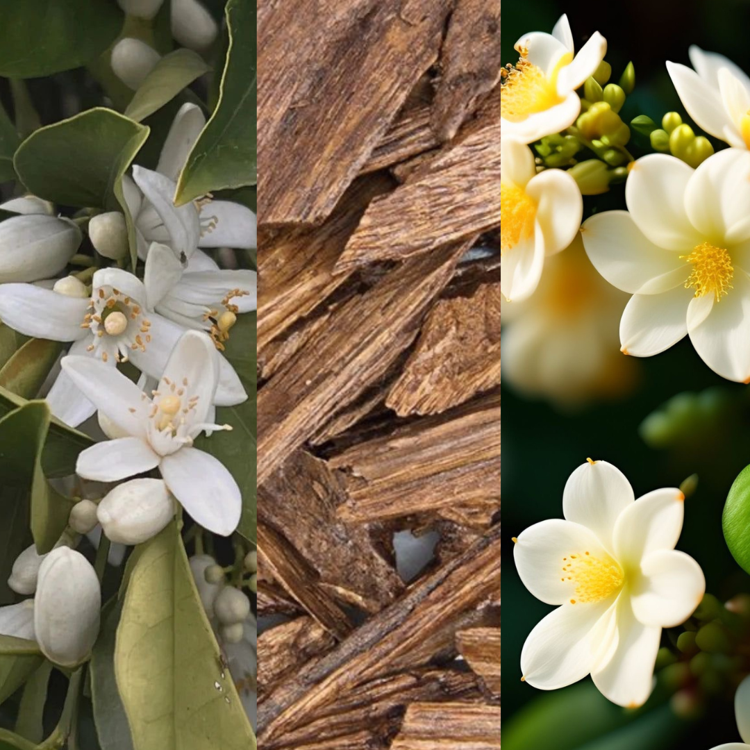 Hazelwood • Hydrateert • Verstevigd • Verzachtend •  Dry Body Oil  • Vitamine E | Neroli | Jasmine | Oudh |15 +Organic ingredienten | Afrikaanse & Mediterrane rituelen in 1 fles